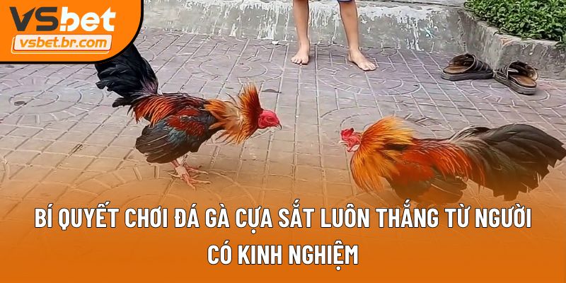 Bí quyết chơi đá gà cựa sắt luôn thắng từ người có kinh nghiệm
