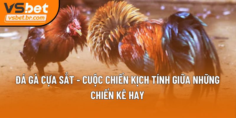 Đá gà cựa sắt