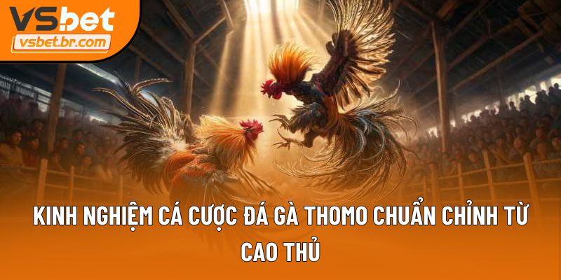 Kinh nghiệm cá cược đá gà Thomo chuẩn chỉnh từ cao thủ