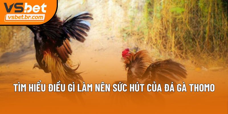 Tìm hiểu điều gì làm nên sức hút của đá gà Thomo
