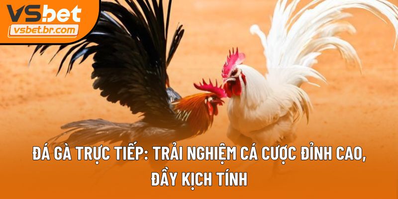 Đá gà trực tiếp
