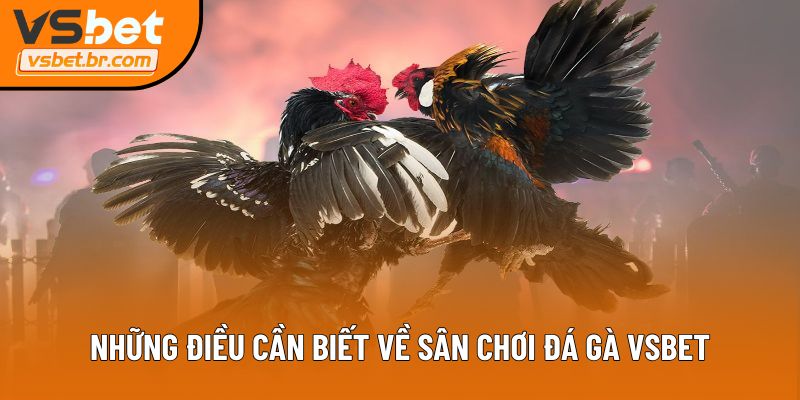 Những điều cần biết về sân chơi đá gà Vsbet